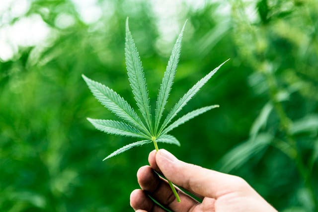 Zimbabwe made it legal to produce marijuana for medicinal and scientific uses last year