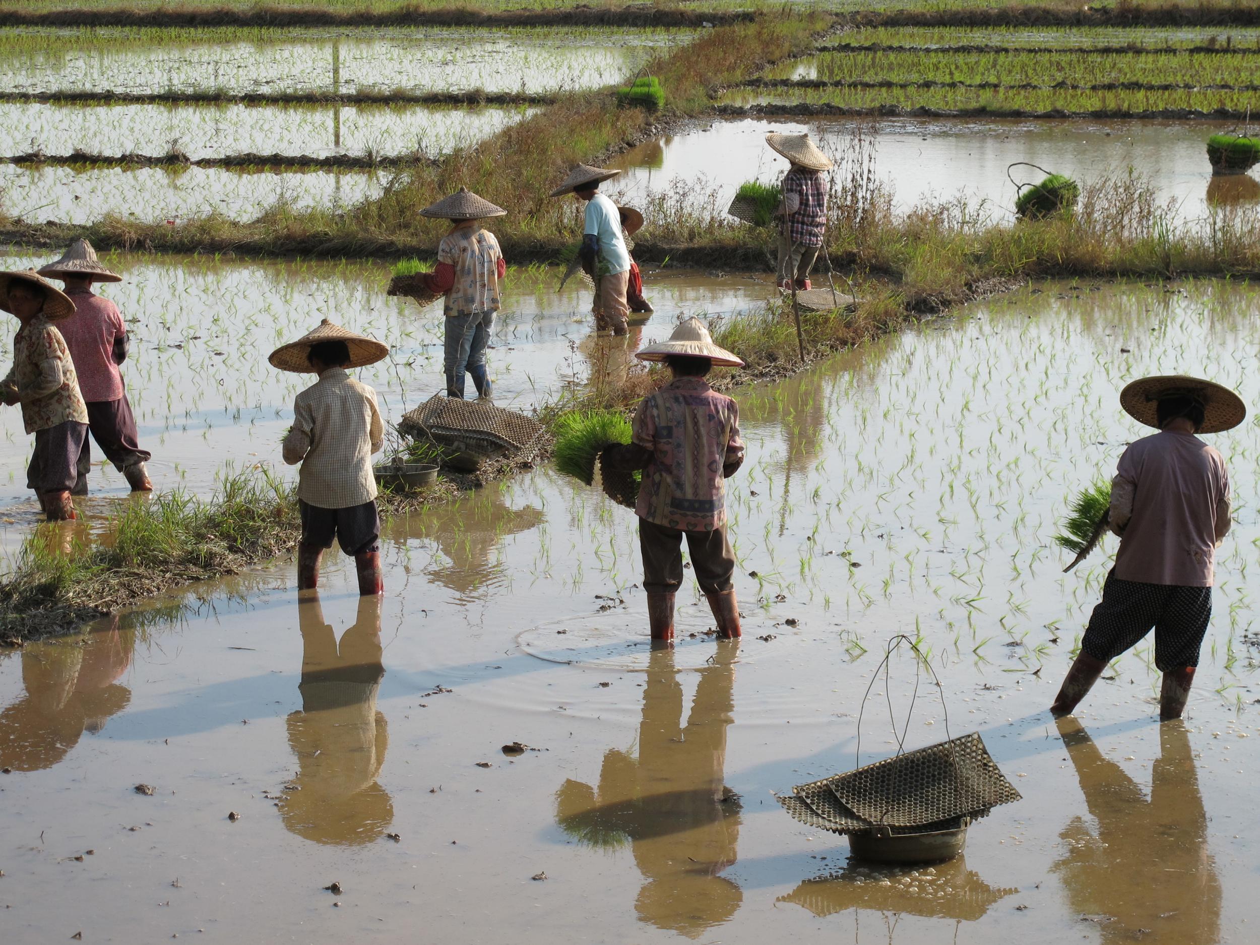 Farmers transplant rice seedlings in Guangdong Province, China