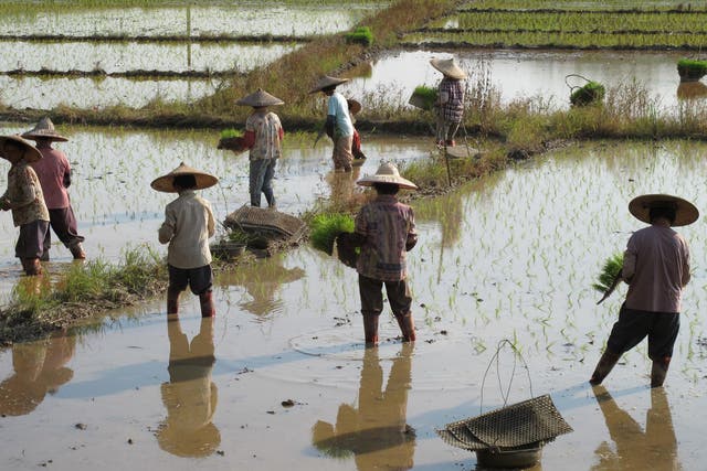 Farmers transplant rice seedlings in Guangdong Province, China 