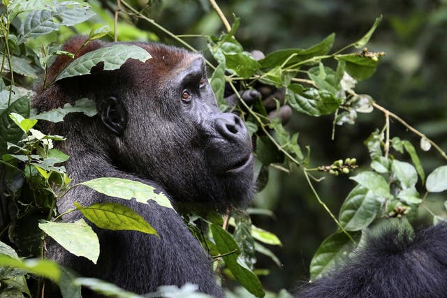 Researchers estimate  there are more than 360,000 lowland gorillas in western Africa, at least a third higher than earlier figures