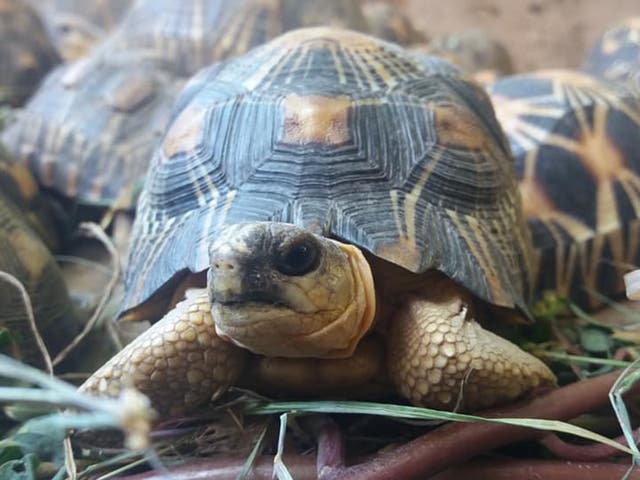 The tortoise was thrown out of the window car onto the roadside in Stock-on-Trent