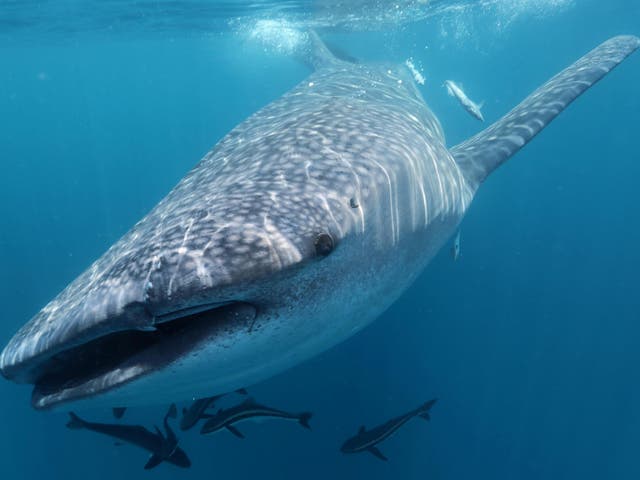 Whale sharks are the largest living species of fish and are known to travel around 40 miles per day