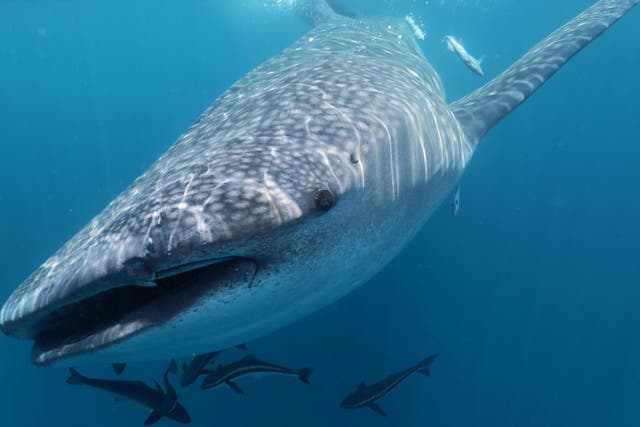 Whale sharks are the largest living species of fish and are known to travel around 40 miles per day