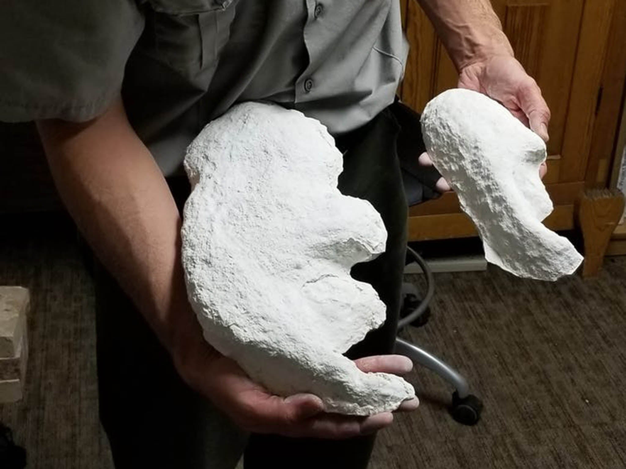 Plaster casts of giant sloth footprints (David Bustos/National Park Service)