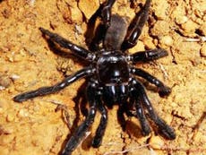 World’s oldest spider dies aged 43 after wasp attack