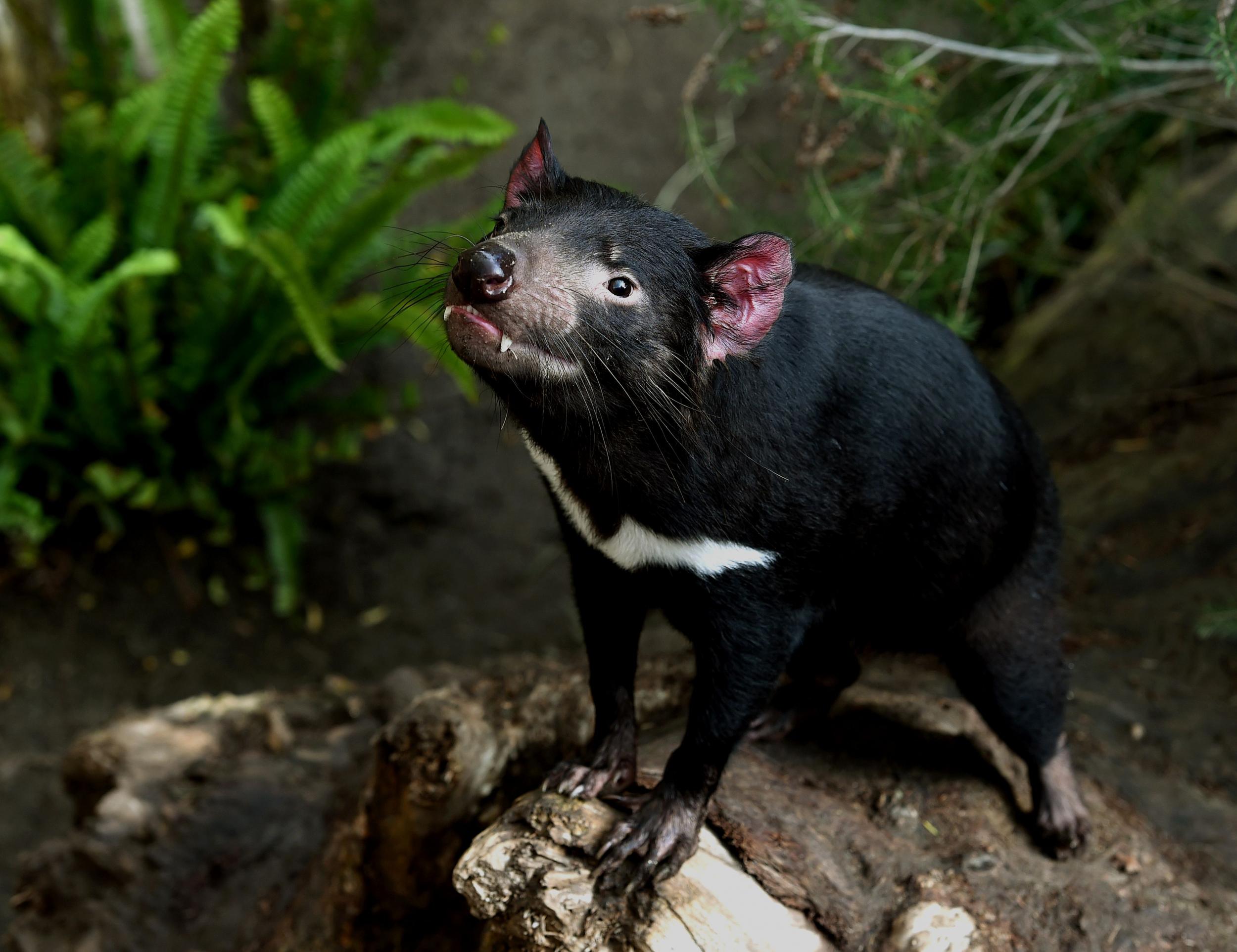 Тасманский дьявол фото. Тасманийский дьявол. Тасманский дьявол (Tasmanian Devil). Австралия животные сумчатый дьявол. Суматранский дьявол.