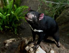 Healthy Tasmanian Devils found in major breakthrough for mission to save species from extinction