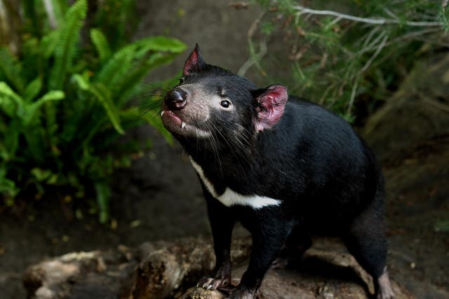 A Tasmanian Devil named Conrad looking out from inside his enclosure at the San Diego Zoo