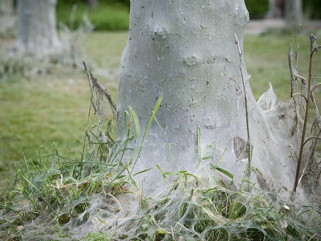 Oak Processionary caterpillars are seen in a nest on an oak tree