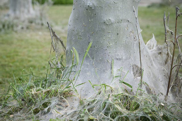 Oak Processionary caterpillars are seen in a nest on an oak tree
