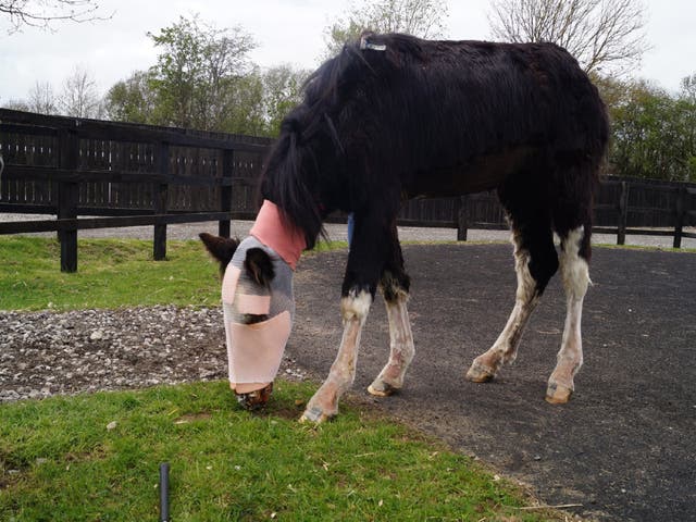 A horse, known affectionately as Cinders, is recovering from severe facial injuries caused by a suspected acid attack after being found abandoned in Derbyshire