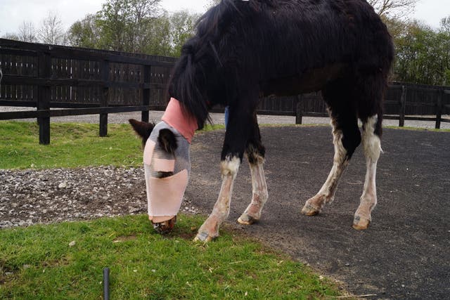 A horse, known affectionately as Cinders, is recovering from severe facial injuries caused by a suspected acid attack after being found abandoned in Derbyshire
