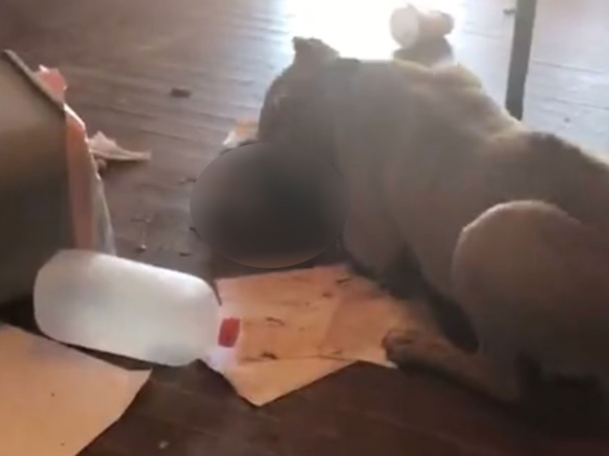 The owner's video shows the dog eating her cat