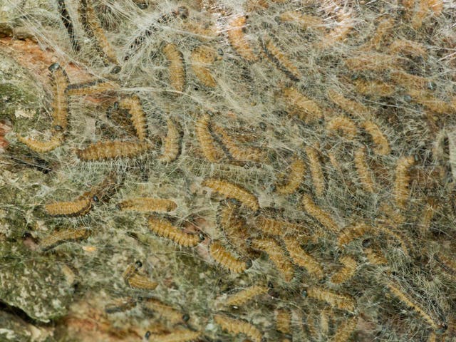 Caterpillar nest of Oak Processionary moth