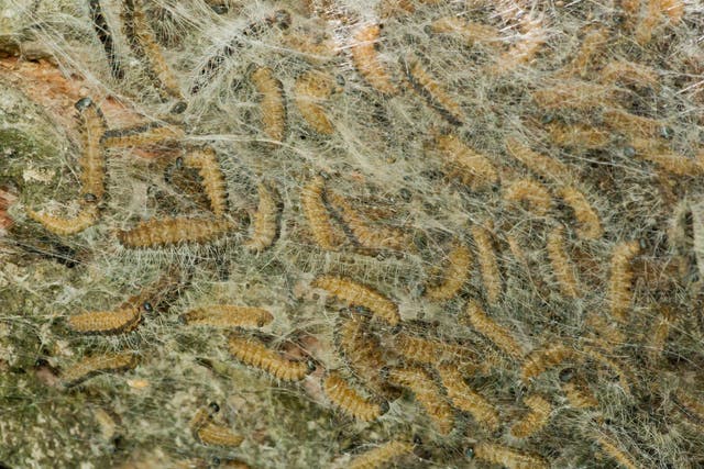Caterpillar nest of Oak Processionary moth