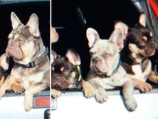 Intruders steal six French bulldog puppies 