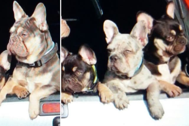 Don, Django, Scarface and Brutus: four of the six French bulldog puppies stolen from a house in Rochdale