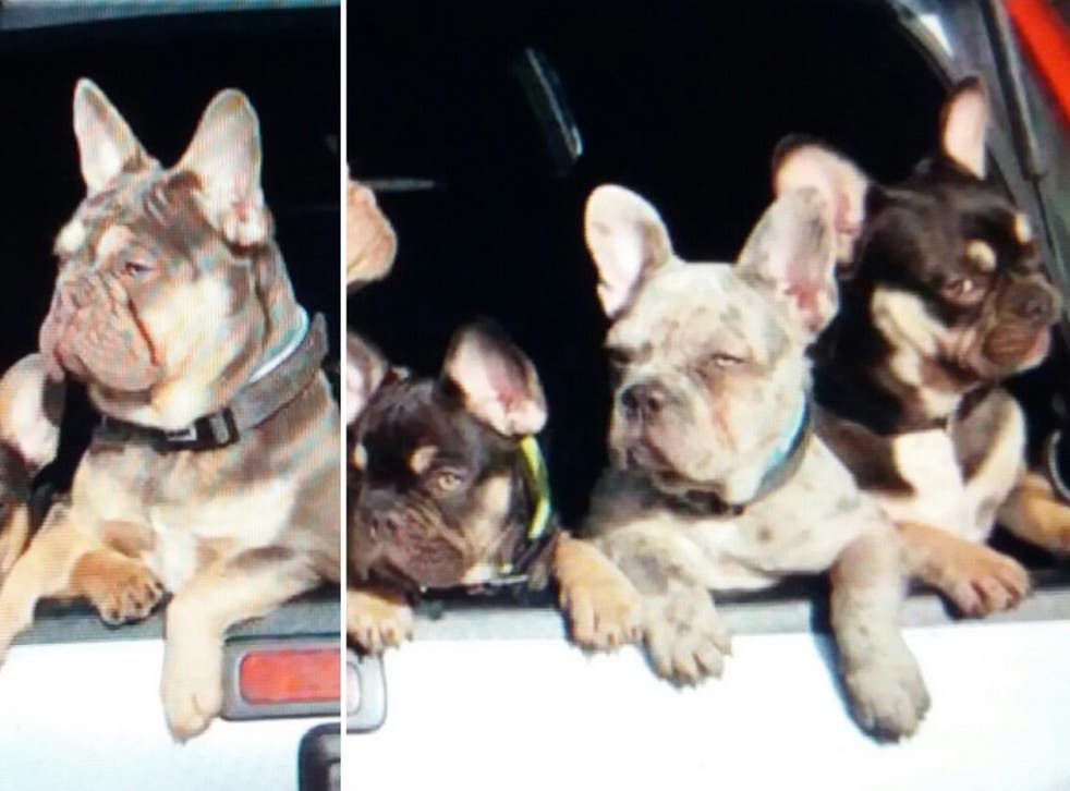Don, Django, Scarface and Brutus: four of the six French bulldog puppies stolen from a house in Rochdale