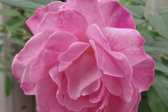 Scientists have sequenced the genome of Rosa chinensis, a modern rose species known as ‘Old Blush’