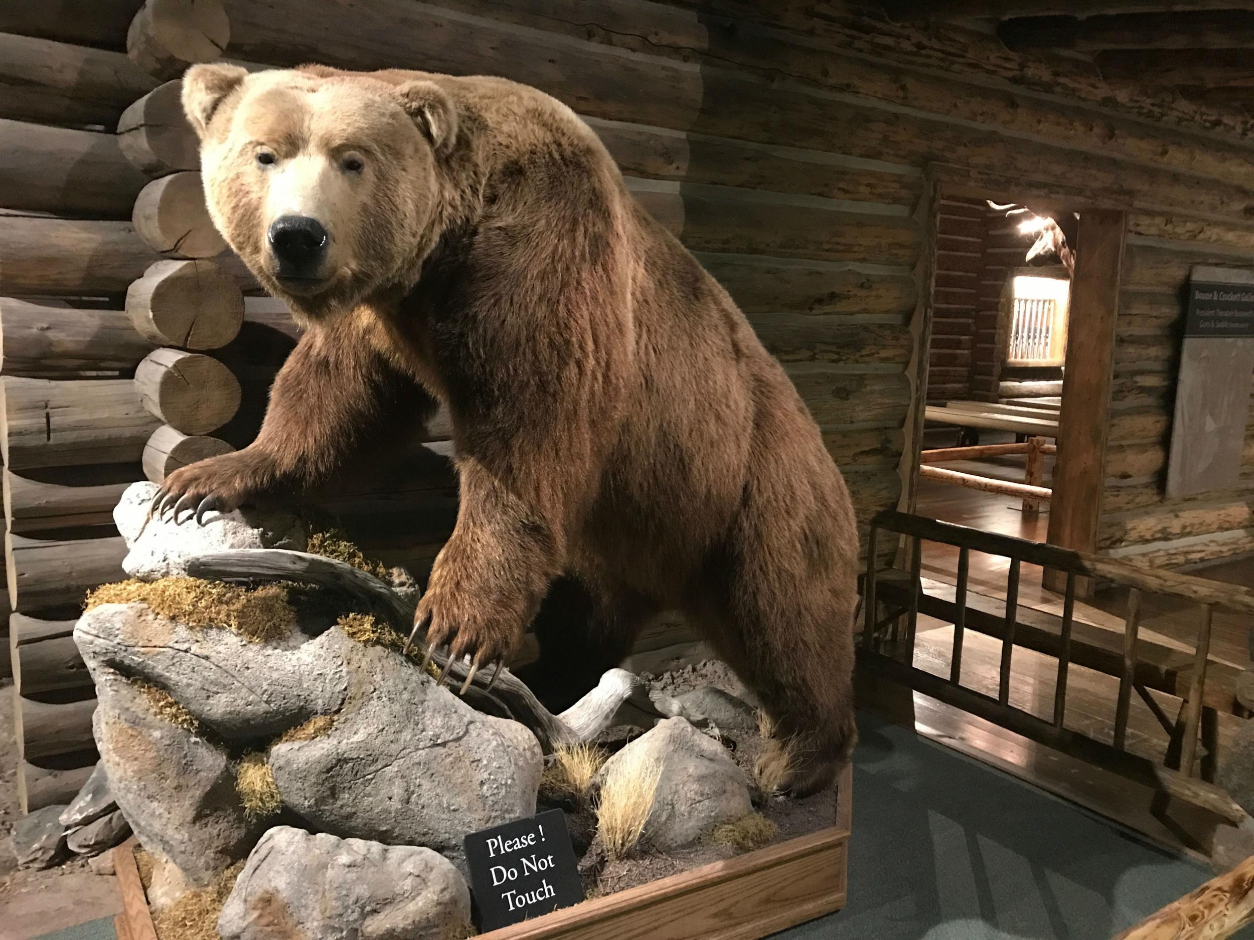 A towering, stuffed grizzly bear welcomes visitors to the Cody Firearms Museum