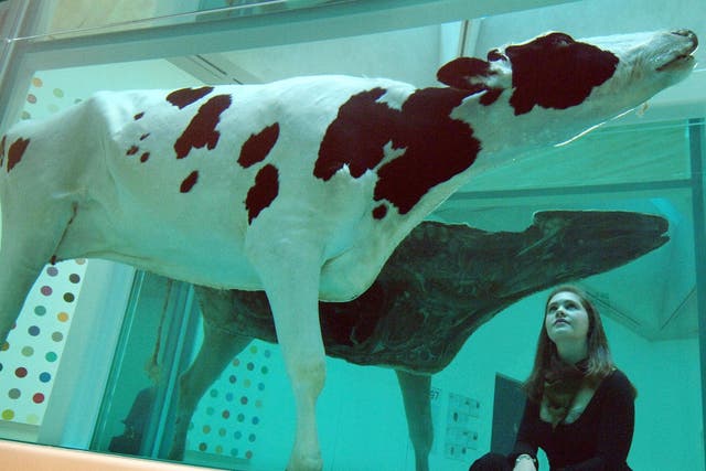 Damien Hirst's Mother and Child Divided, an art work comprised of a cow and calf bisected and suspended in formaldehyde, which won the 1995 Turner Prize, on show in the Tate Britain, London