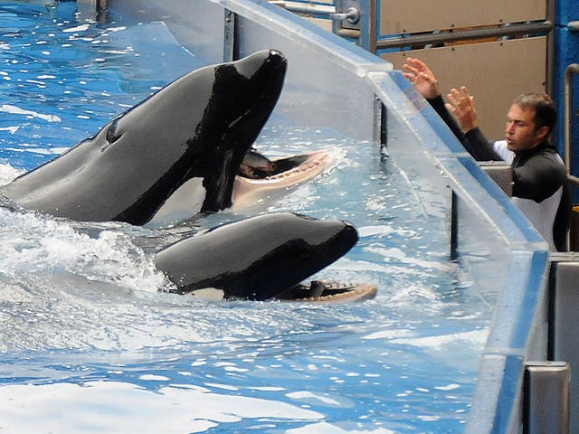 Two killer whales at SeaWorld, including Tilikum, the star of Blackfish, who died just over a year ago
