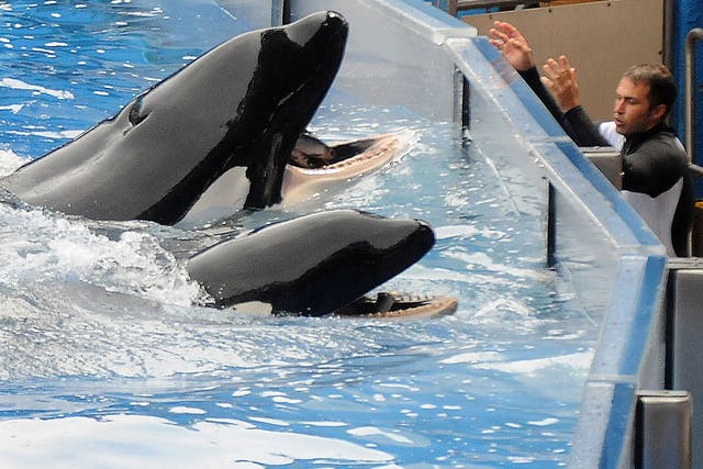 Two killer whales at SeaWorld, including Tilikum, the star of Blackfish, who died just over a year ago