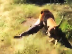 Lion attack: British man mauled by big cat he had raised since a cub, before animal put down