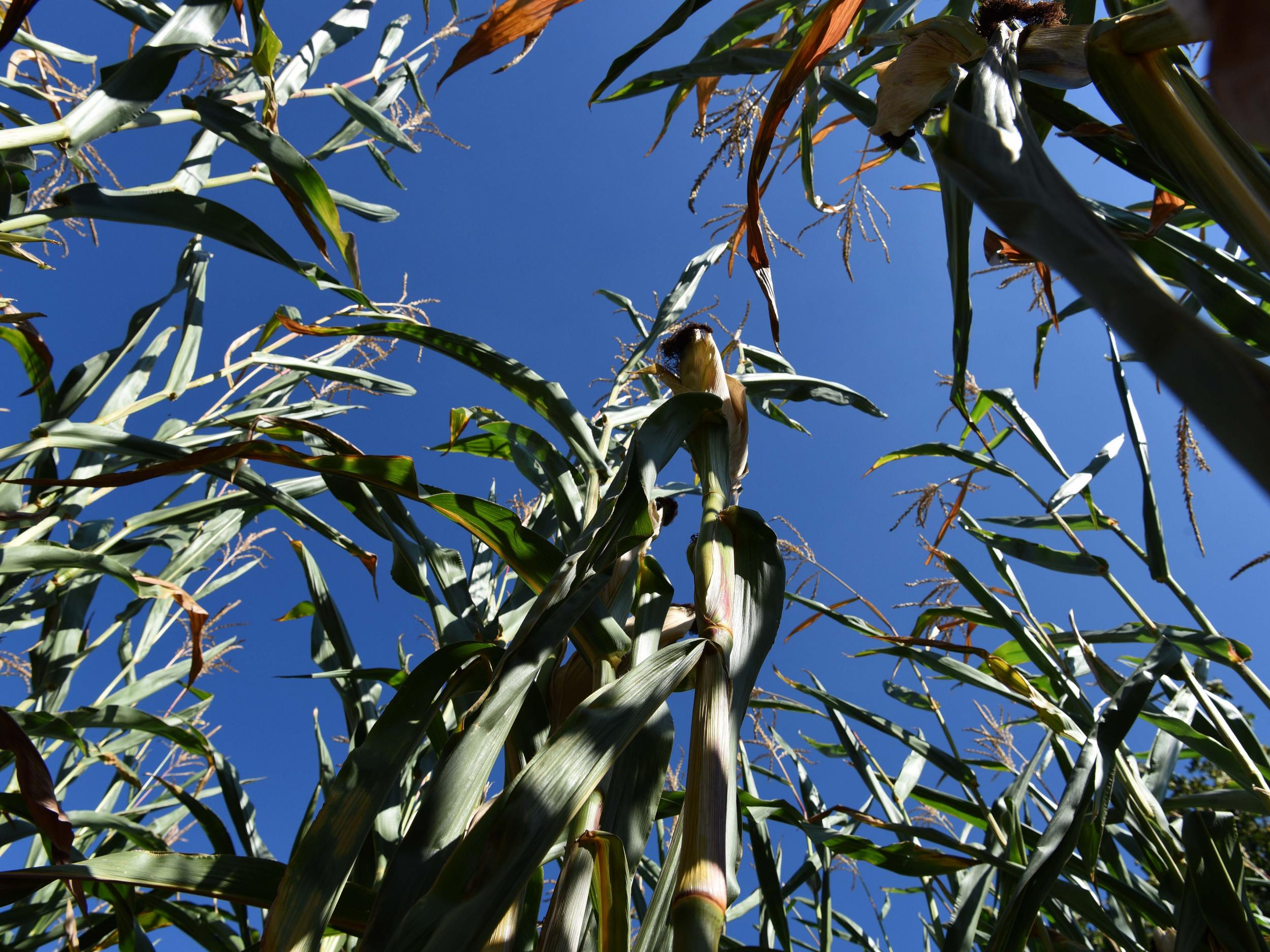 A new experiment has shown that corn plants have far more going on beneath the surface of the soil than initially meets the eye