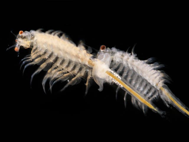 A single brine shrimp (‘sea monkey’) swimming upward doesn’t produce much flow, but en masse create a downward jet that can churn seawater