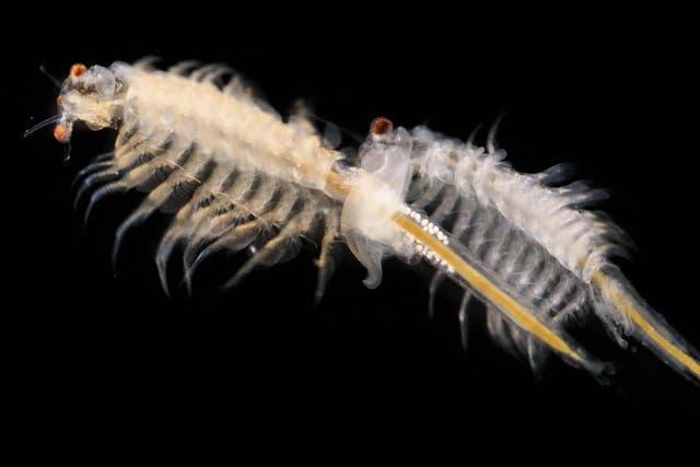 A single brine shrimp (‘sea monkey’) swimming upward doesn’t produce much flow, but en masse create a downward jet that can churn seawater