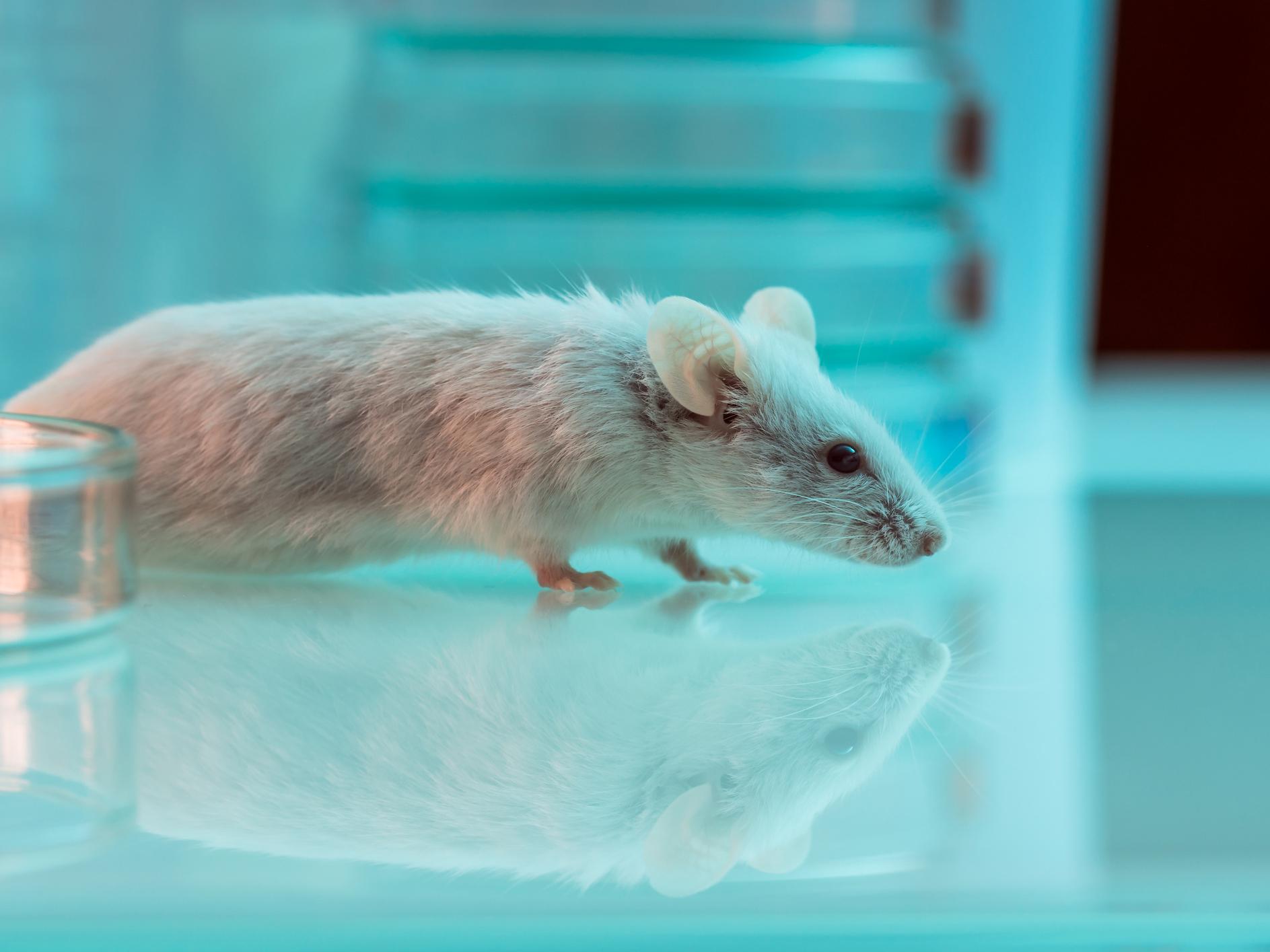 Experiments with mice conducted by a team at Stanford University revealed parts of their brains involved in fear and courage