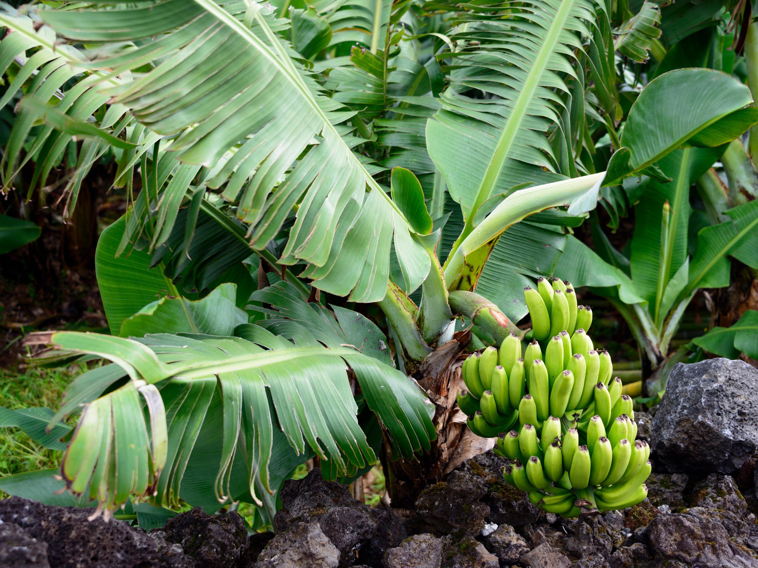Humans share 50 per cent of our genetic material with a banana plant