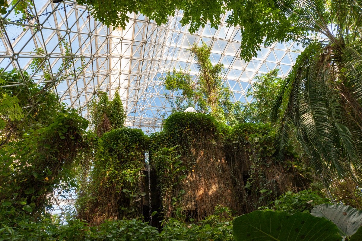 The rainforest biome