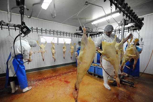 Geese being hung before their livers are extracted