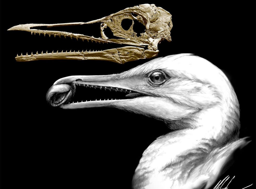 First Birds Had Full Set Of Teeth Prehistoric Fossils Show The Independent The Independent First Birds Had Full Set Of Teeth Prehistoric Fossils Show The Independent The Independent