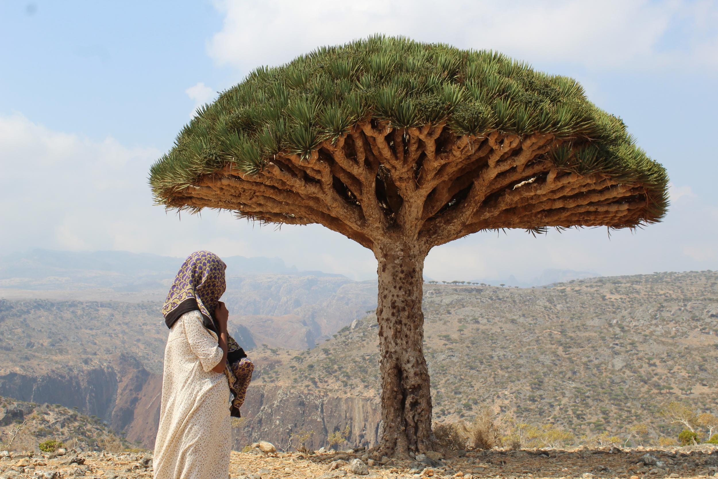 Distant dream: the Yemeni island of Socotra