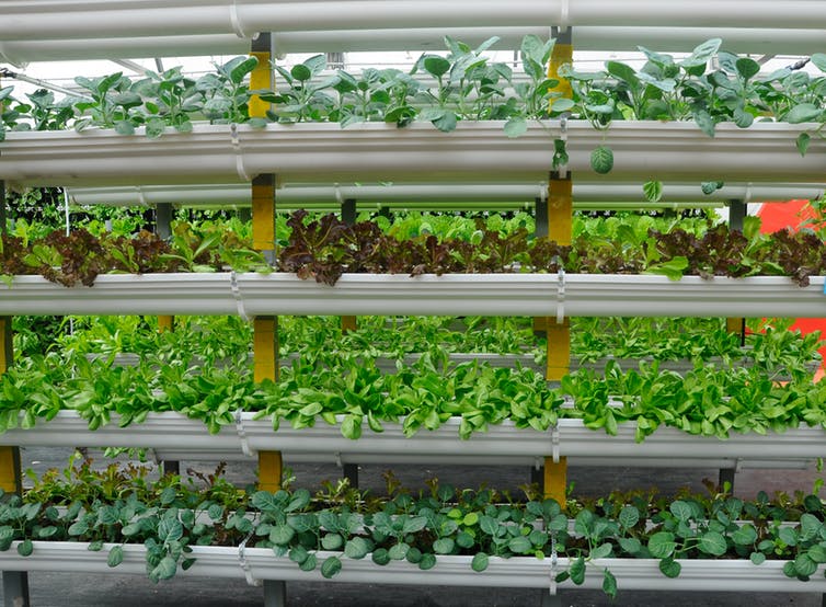 Vertical indoor farm