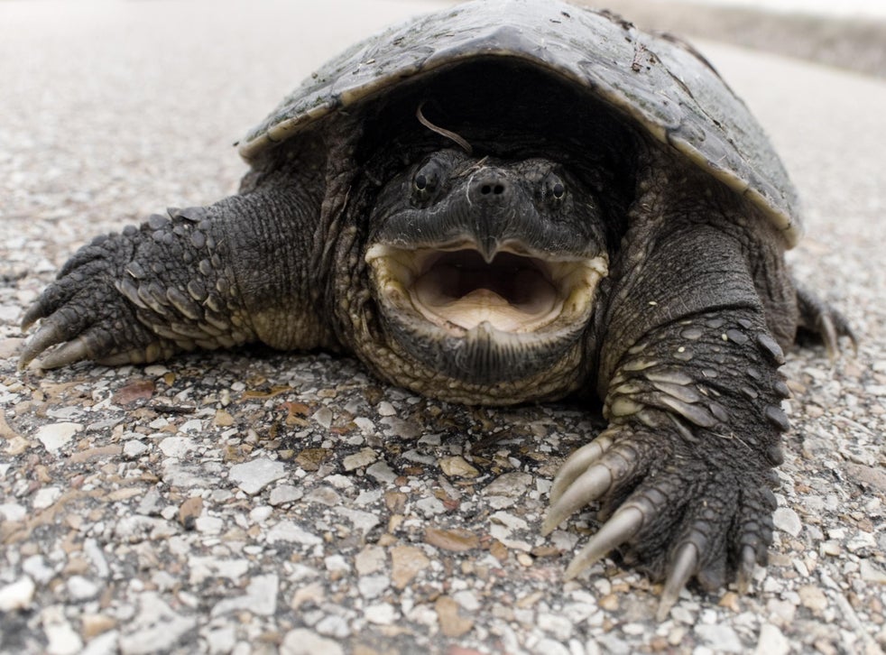 Teacher who fed live puppy to turtle in front of pupils charged with animal cruelty The