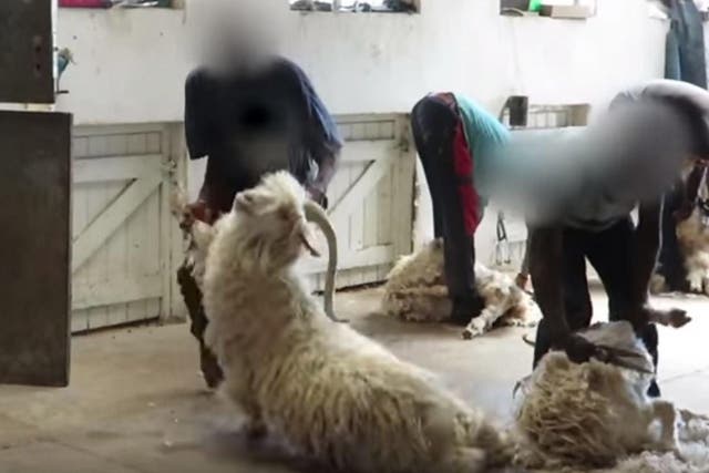 Peta said it found evidence of animal cruelty in all 12 Angora goat farms it investigated