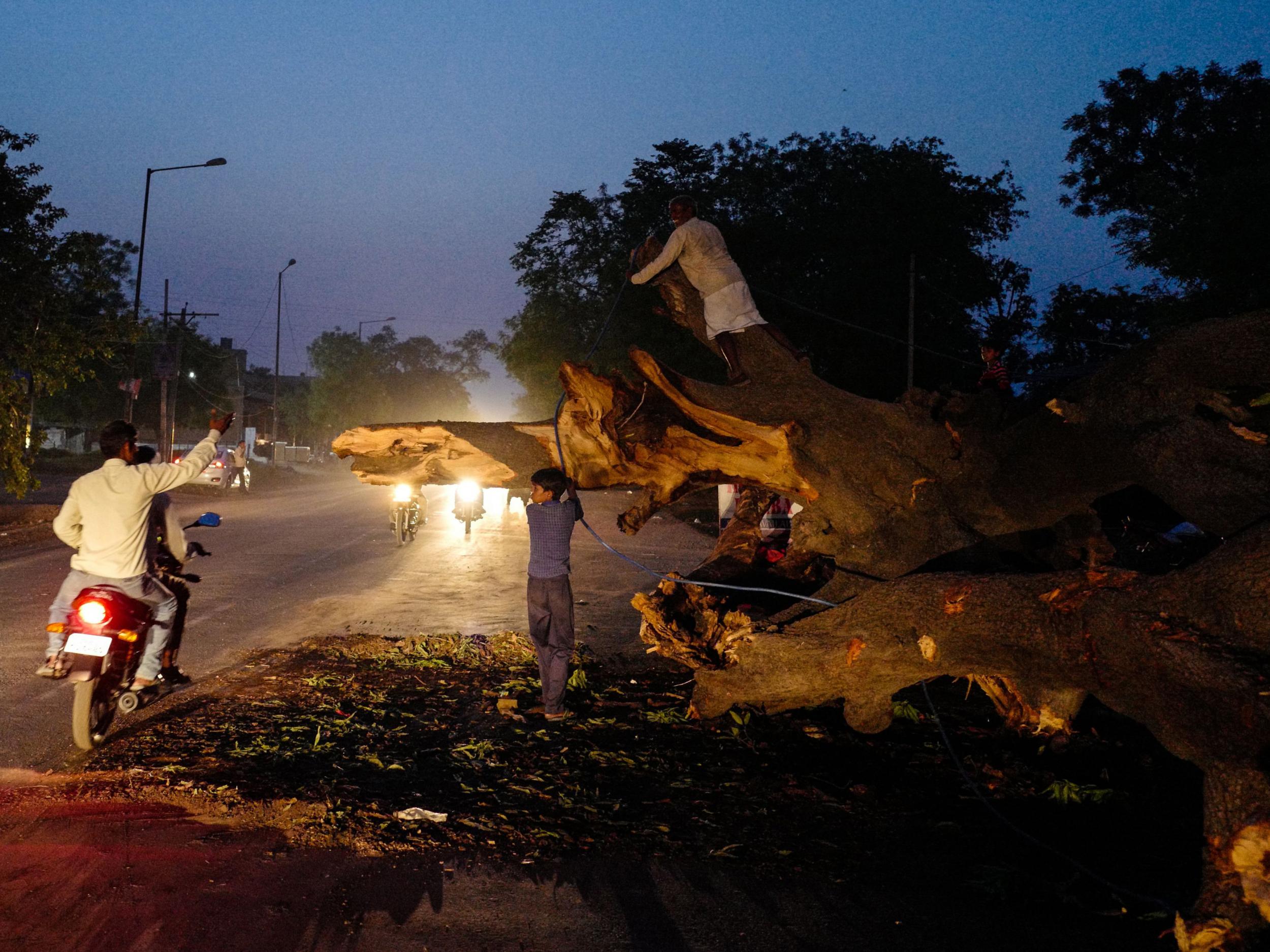 A tree which fell onto a road during the storm in Agra