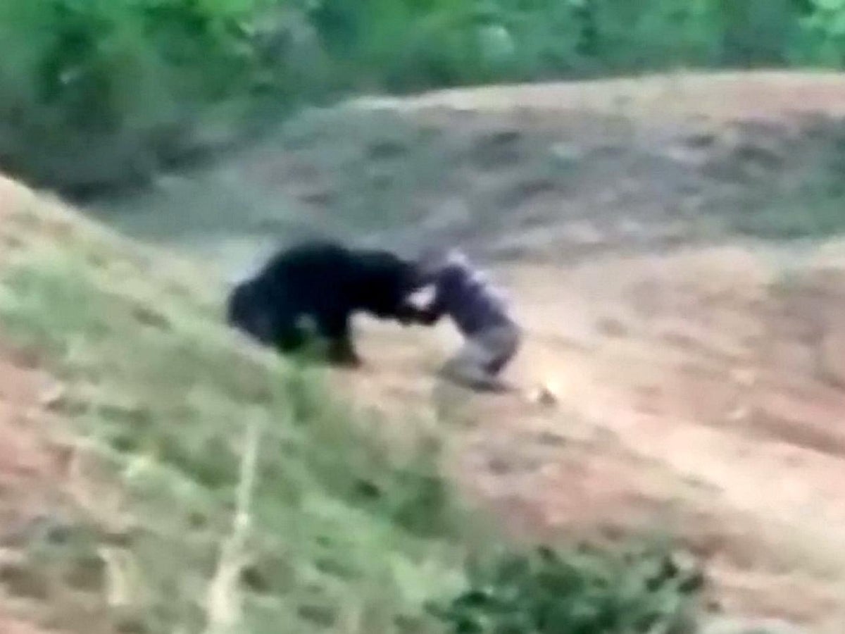 Man 'trying to take selfie' dies after being mauled by bear | The  Independent | The Independent