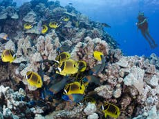Hawaii to ban sunscreen products linked to coral reef damage