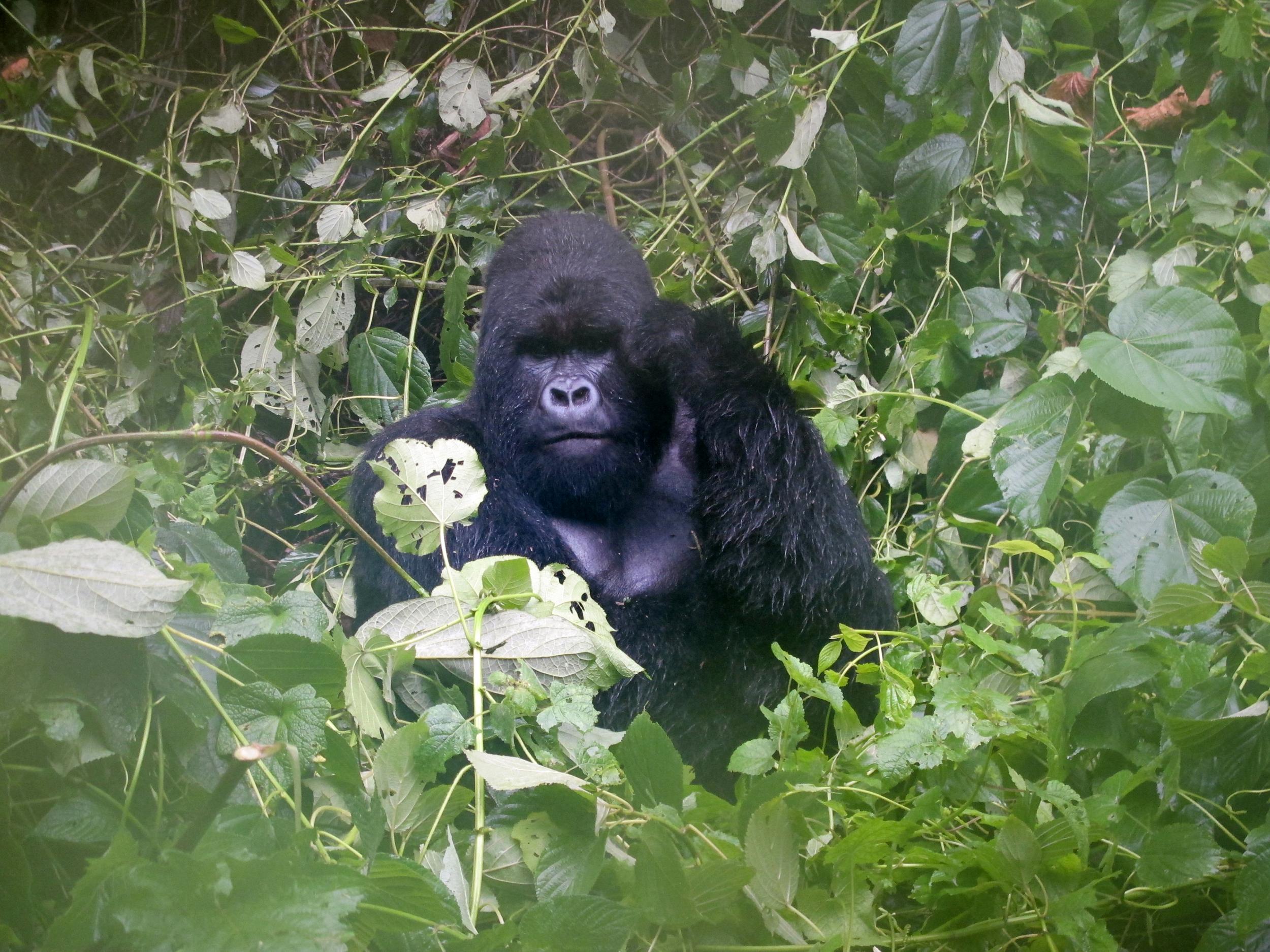 A mountain gorilla in the Virguna National Park, in the Democratic Republic of Congo. The park is home to about a quarter of the world's critically endangered mountain gorillas