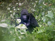 Congo wants to drill for oil in parks home to endangered gorillas