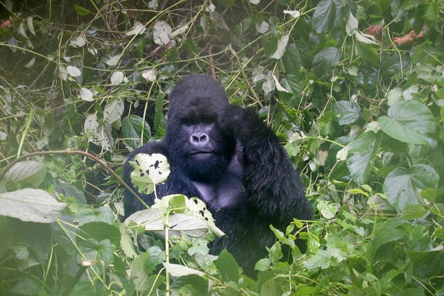 A mountain gorilla in the Virguna National Park, in the Democratic Republic of Congo. The park is home to about a quarter of the world's critically endangered mountain gorillas