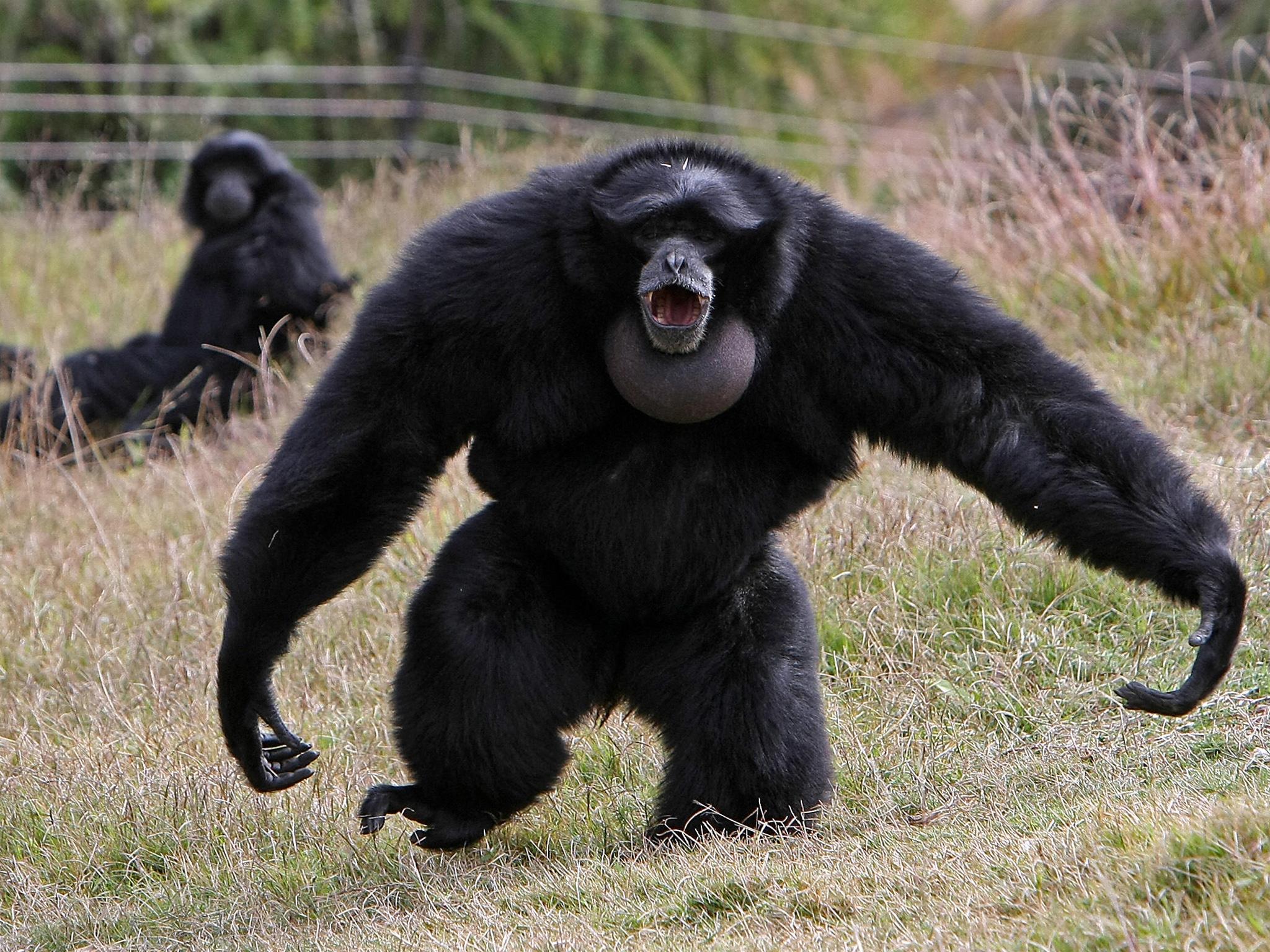 A male siamang inflates his throat sac to ward off predators
