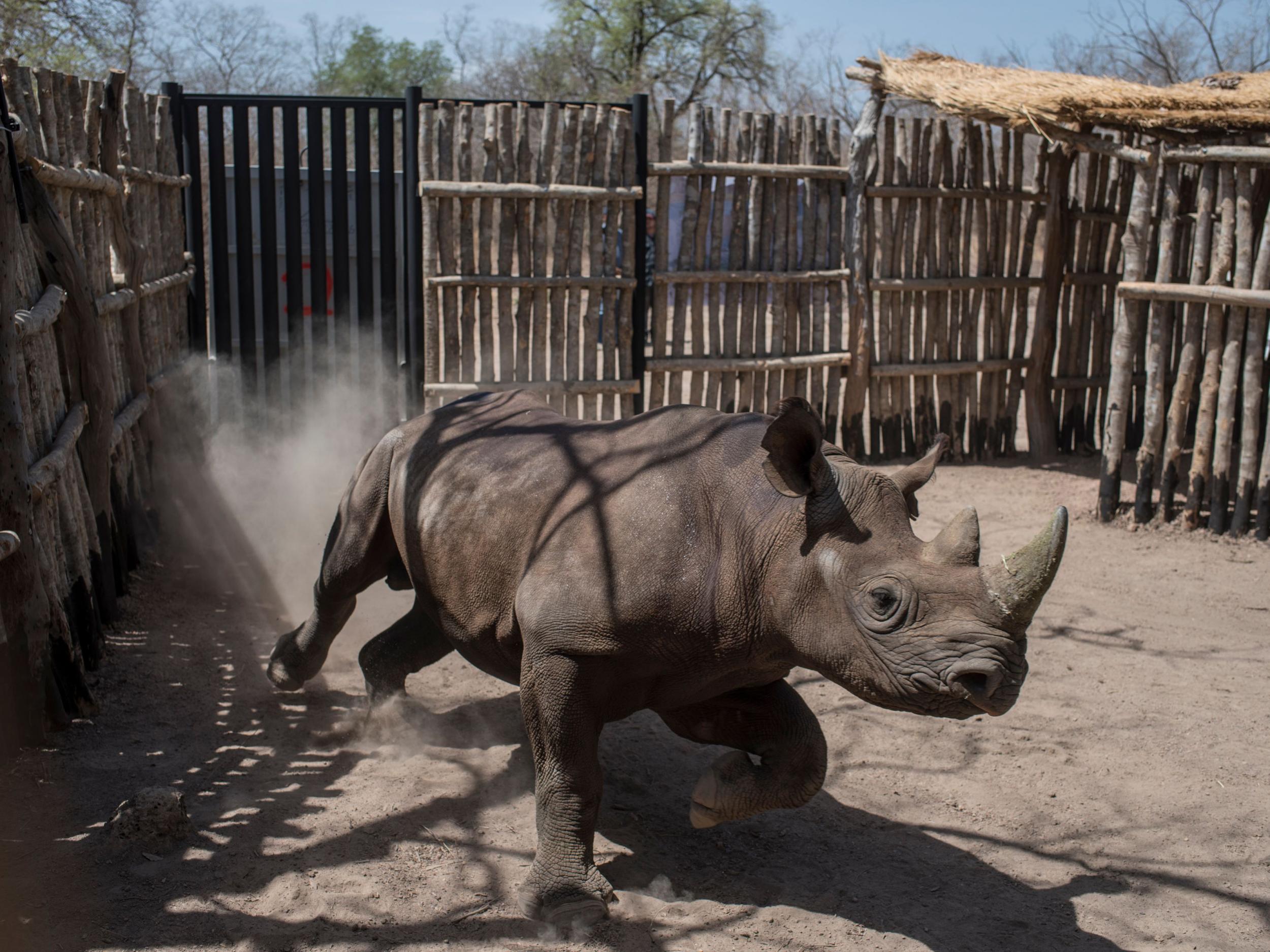 A newly arrived black rhino runs around in a holding pen in Chad's Zakouma National Park