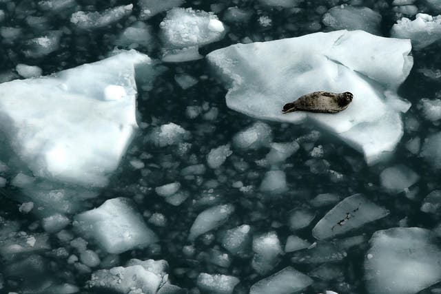 A seal rests on an Alaskan iceberg