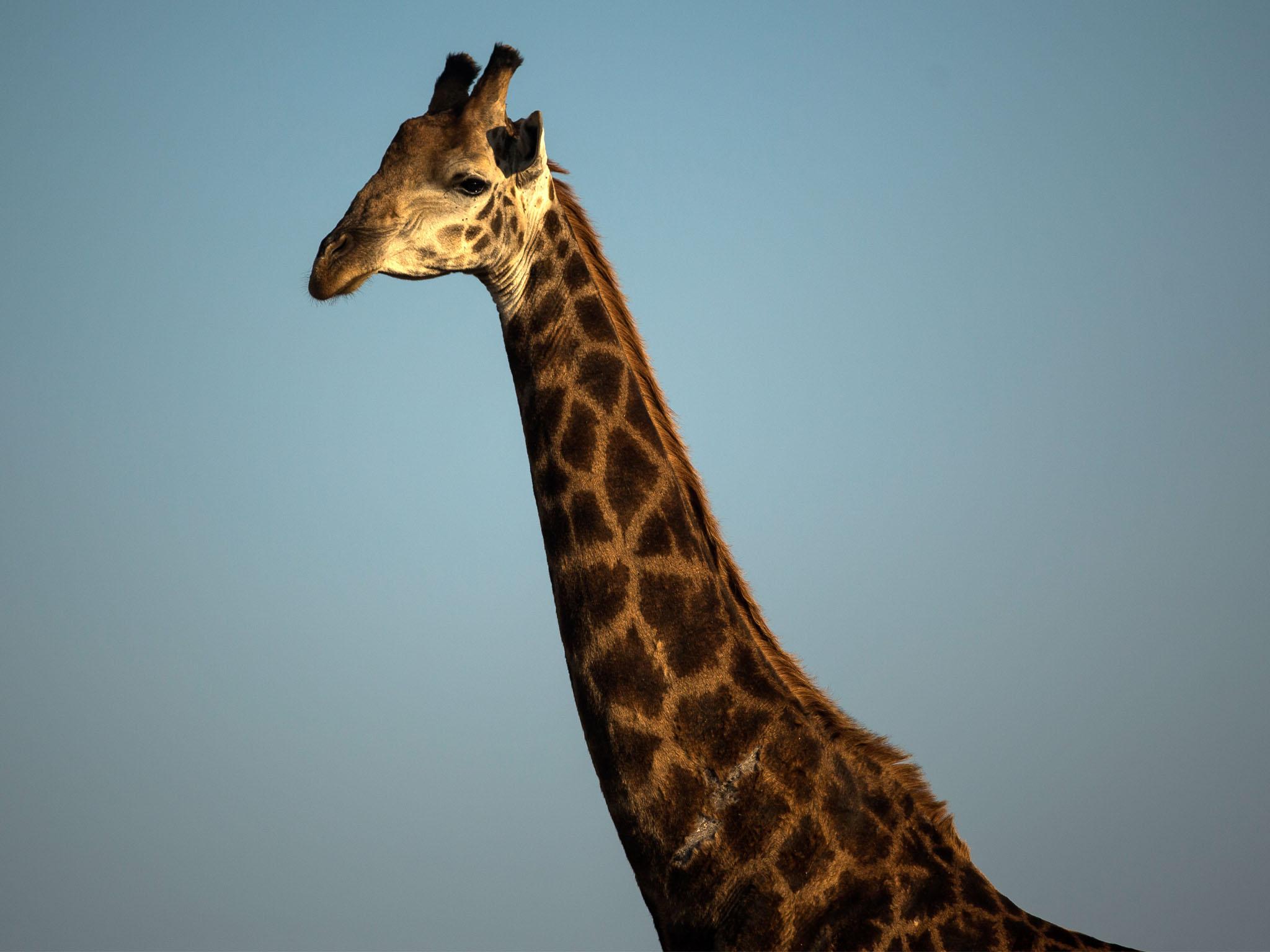 A giraffe at a wildlife park in South Africa. ‘We didn’t feel threatened because he just seemed to be inquisitive,’ said a member of the film crew